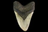 Fossil Megalodon Tooth - North Carolina #147520-2